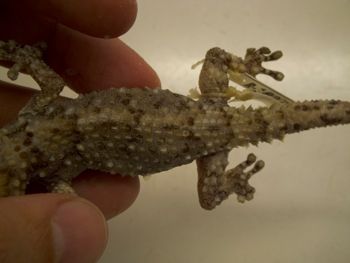 Media type: image;   Herpetology R-183771
